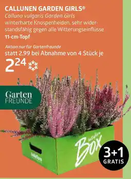 Bellaflora CALLUNEN GARDEN GIRLS Angebot