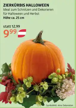 Bellaflora Zierkürbis halloween Angebot