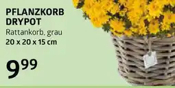 Bellaflora Pflanzkorb drypot Angebot