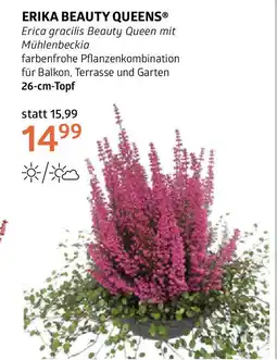 Bellaflora Erika beauty queens Angebot
