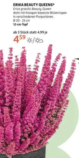 Bellaflora Erika beauty queens Angebot
