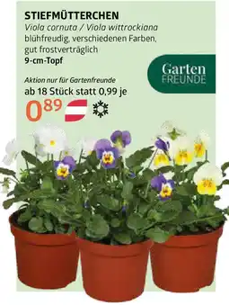 Bellaflora Stiefmütterchen Angebot