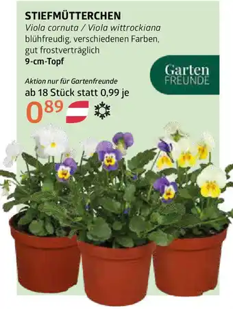 Bellaflora Stiefmütterchen Angebot