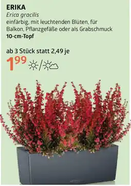 Bellaflora Erica gracilis Angebot
