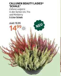 Bellaflora Callunen beauty ladies schale Angebot