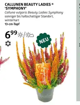 Bellaflora Callunen beauty ladies Angebot