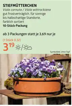 Bellaflora Stiefmütterchen Angebot