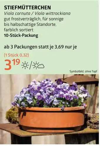 Bellaflora Stiefmütterchen Angebot