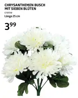 Bellaflora Chrysanthemen busch mit sieben blüten Angebot