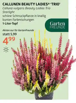 Bellaflora Calluna vulgaris Beauty Ladies Trio Angebot