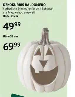 Bellaflora Dekokürbis baldomero Angebot