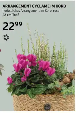 Bellaflora Arrangement cyclame im korb Angebot