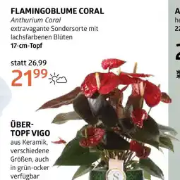 Bellaflora Flamingoblume coral Angebot
