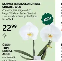 Bellaflora Schmetterlingsorchidee singolo & co Angebot