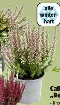 Thomas Philipps Calluna Beauty Ladies Angebot