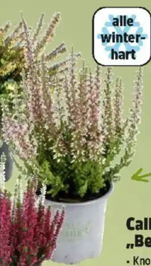 Thomas Philipps Calluna Beauty Ladies Angebot