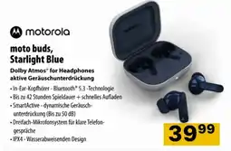Cosmos Moto buds Angebot