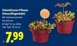 Lidl Fleischfresser pflanze (venusfliegenfalle) Angebot