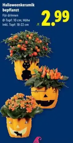 Lidl Halloweenkeramik bepflanzt Angebot
