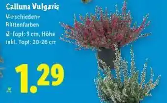 Lidl Calluna vulgaris Angebot