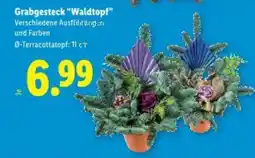Lidl Grabgesteck "waldtopf" Angebot