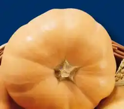 Lidl Bio-Speisekürbis Butternuss Angebot
