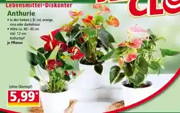 Norma Norma lebensmittel-diskonter Angebot