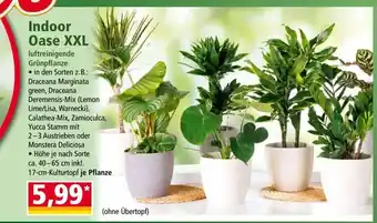 Norma Indoor oase xxl Angebot