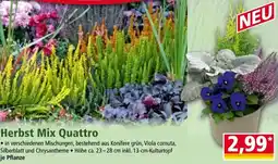 Norma Herbst mix quattro Angebot
