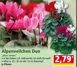 Norma Alpenveilchen duo Angebot