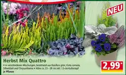 Norma Herbst Mix Quattro Angebot