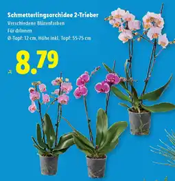 Lidl Schmetterlingsorchidee 2 Trieber Angebot