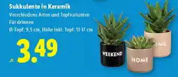 Lidl Sukkulente in Keramik Angebot