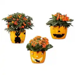 Lidl Halloweenkeramik bepflanzt versch. Sorten Lidl Angebot