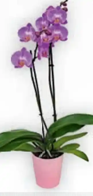Orchideen
