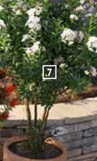 OBI Oleander Stamm Angebot