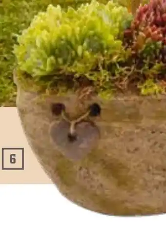 OBI Sempervivum-Arrangements Angebot