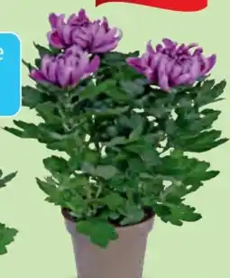 Hofer Chrysantheme Angebot