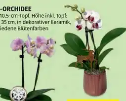 Hofer Midi-Orchidee Angebot