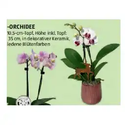 Hofer Midi-Orchidee veschiedene Blütenfarben HOFER Angebot