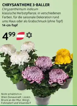 Bellaflora CHRYSANTHEME 3-BALLER Angebot