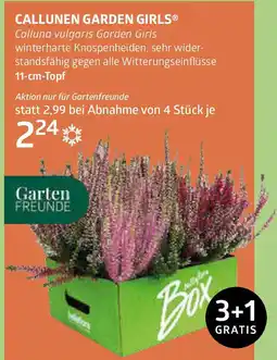 Bellaflora Callunen garden girls Angebot