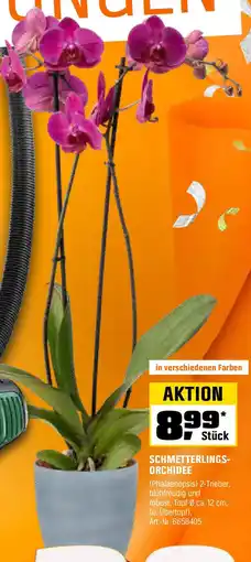OBI Schmetterlings- orchidee Angebot