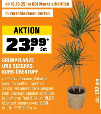 OBI Grünpflanze und seegras- korb-übertopf Angebot