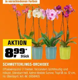 OBI Schmetterlings-orchidee Angebot