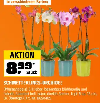 OBI Schmetterlings-orchidee Angebot