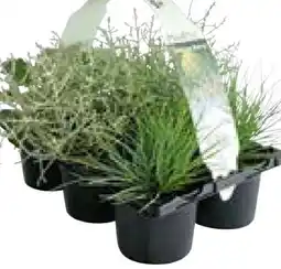 Hellweg Plantiflor Herbstpflanzen Silberner Herbst Angebot