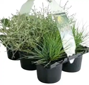 Hellweg Plantiflor Herbstpflanzen Silberner Herbst Angebot