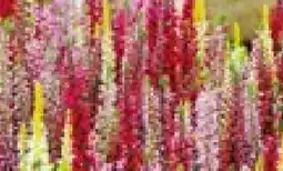 Hellweg Plantiflor Knospenheide Beauty Ladies Trio Angebot
