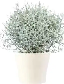 Hellweg Plantiflor Silberkörbchen Angebot